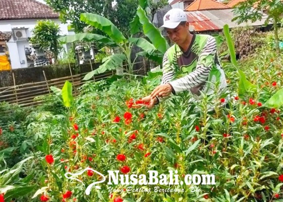 Nusabali.com - harga-pacah-melonjak-petani-sumringah