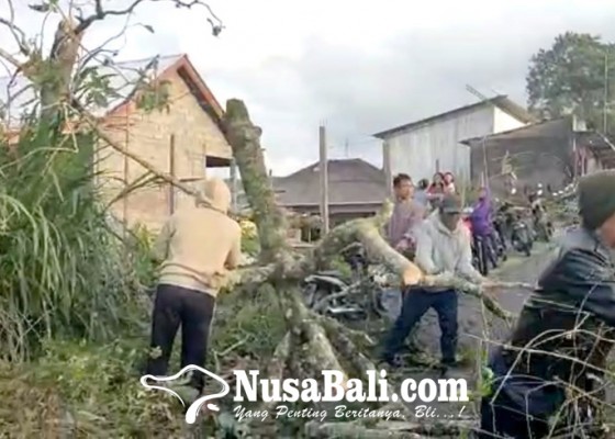 Nusabali.com - longsor-dan-pohon-tumbang-timpa-beberapa-lokasi
