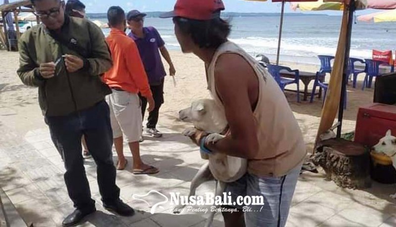 www.nusabali.com-anjing-liar-kawasan-pantai-legian-dibawa-ke-shelter