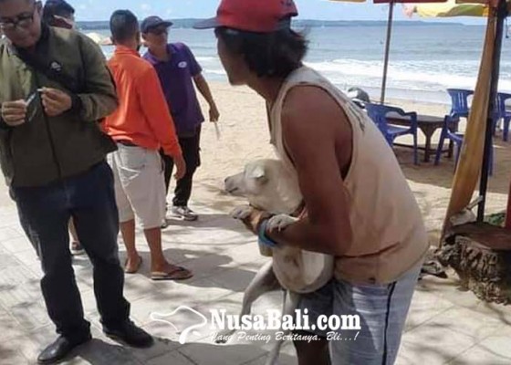 Nusabali.com - anjing-liar-kawasan-pantai-legian-dibawa-ke-shelter