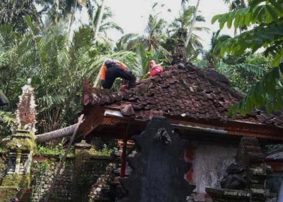 Nusabali.com - 5-pohon-tumbang-timpa-pura-dan-rumah-di-bebandem