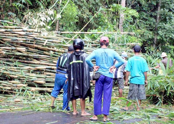 Nusabali.com - rumpun-bambu-roboh-sempat-menutupi-jalan
