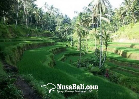 Nusabali.com - 2024-pertanian-organik-tuntas-di-bali