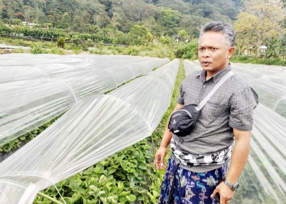 Nusabali.com - petani-stroberi-akan-dibantu-alat-pasca-panen