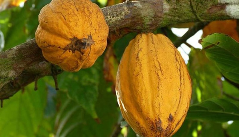 www.nusabali.com-tanaman-kakao-makin-berkembang-di-tabanan