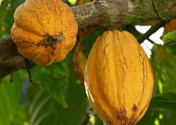 Nusabali.com - tanaman-kakao-makin-berkembang-di-tabanan