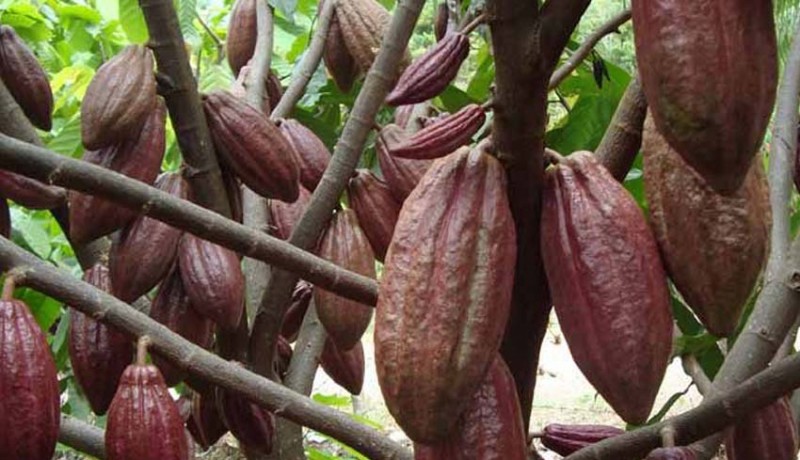 www.nusabali.com-eksportir-kakao-bali-jalin-kerjasama-antar-daerah