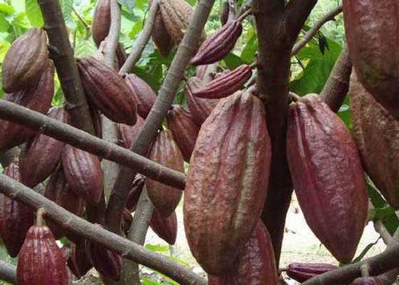 Nusabali.com - eksportir-kakao-bali-jalin-kerjasama-antar-daerah
