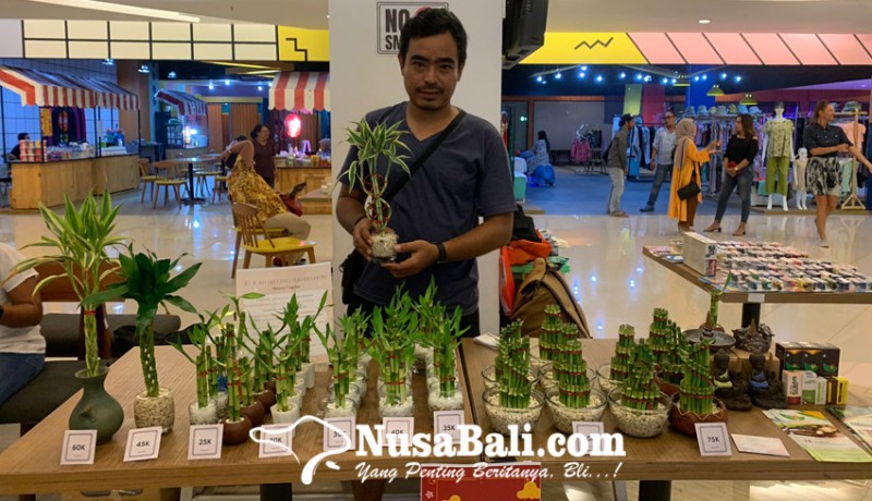 www.nusabali.com-bambu-hoki-si-pembawa-keberuntungan-jumlah-bambu-punya-arti-berbeda