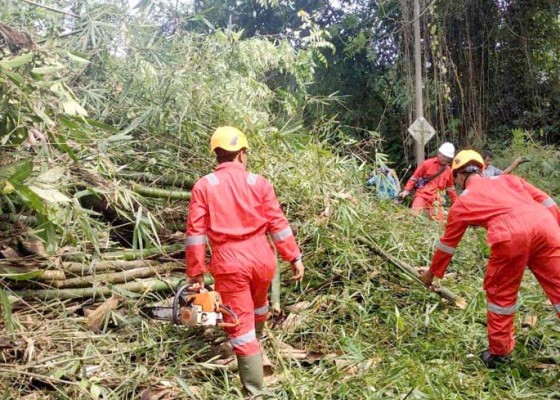 Nusabali.com - bpbd-tangani-2-pohon-tumbang
