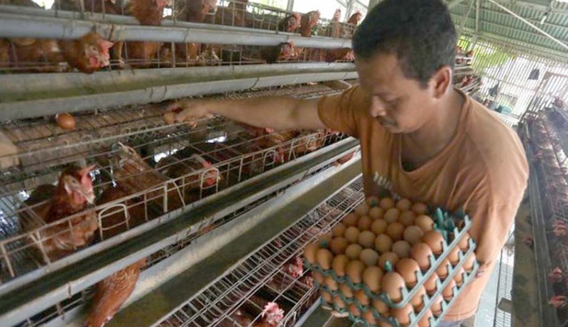 www.nusabali.com-produksi-surplus-ri-kecanduan-impor-tepung-telur