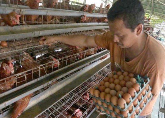 Nusabali.com - produksi-surplus-ri-kecanduan-impor-tepung-telur