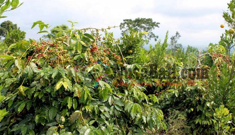 www.nusabali.com-petani-kopi-bersiap-memasuki-musim-panen