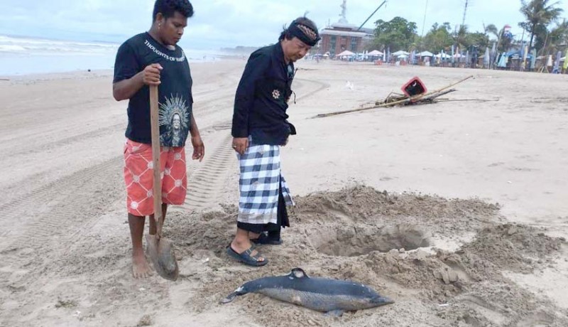 www.nusabali.com-lumba-lumba-spinner-ditemukan-mati-di-pantai-legian