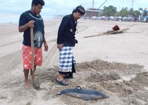 Nusabali.com - lumba-lumba-spinner-ditemukan-mati-di-pantai-legian