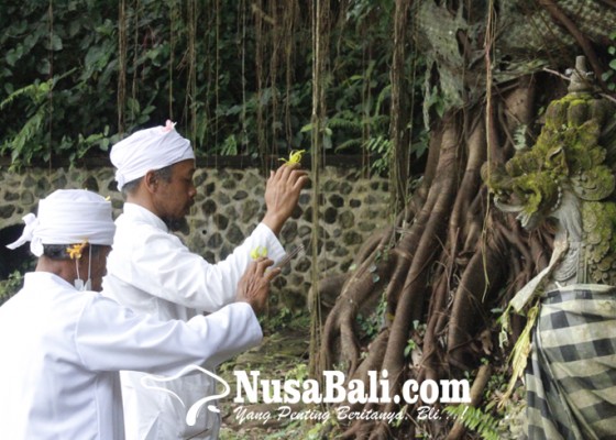 Nusabali.com - nengah-medra-kebudayaan-bali-seperti-pohon-harus-rajin-dipupuk-akarnya