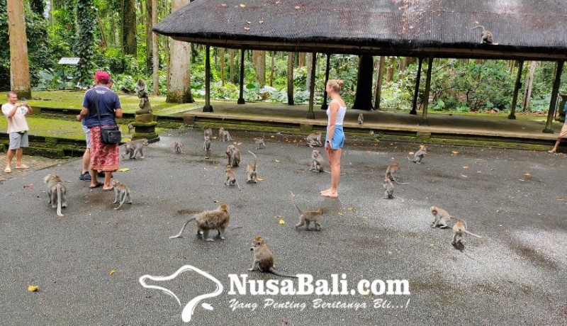 www.nusabali.com-eksotisme-wisata-sangeh-monkey-forest-di-bali