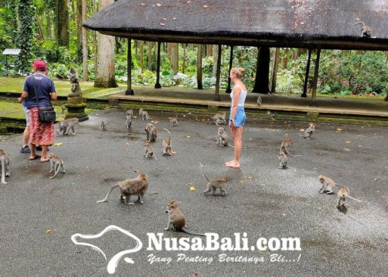 Nusabali.com - eksotisme-wisata-sangeh-monkey-forest-di-bali