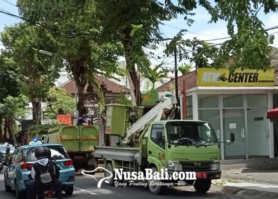 Nusabali.com - dinas-lhk-pangkas-pohon-perindang-di-legian