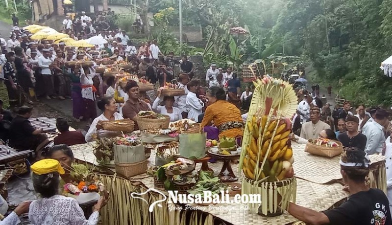 www.nusabali.com-uniknya-upacara-ngaben-ngangkid-di-desa-adat-pedawa-kecamatan-banjar-buleleng