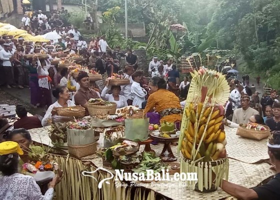 Nusabali.com - uniknya-upacara-ngaben-ngangkid-di-desa-adat-pedawa-kecamatan-banjar-buleleng