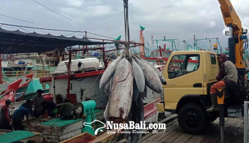 www.nusabali.com-tuna-raja-ekspor-perikanan-bali