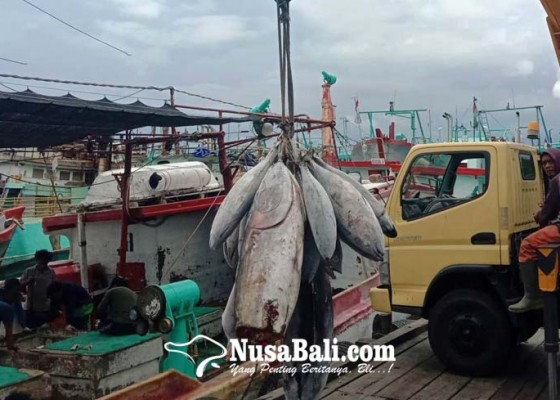 Nusabali.com - tuna-raja-ekspor-perikanan-bali