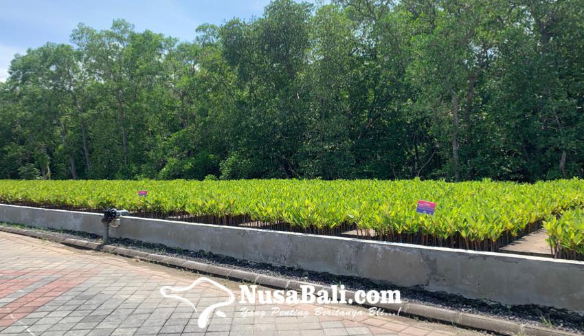 www.nusabali.com-g20-mangrove-nursery-targetkan-produksi-6-juta-batang-bibit-mangrove-tiap-tahun
