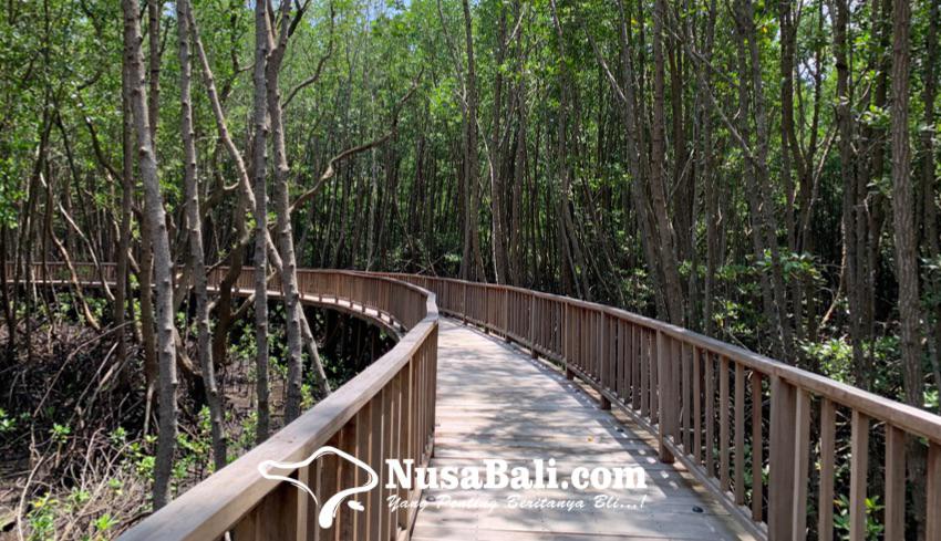 www.nusabali.com-g20-mangrove-nursery-targetkan-produksi-6-juta-batang-bibit-mangrove-tiap-tahun
