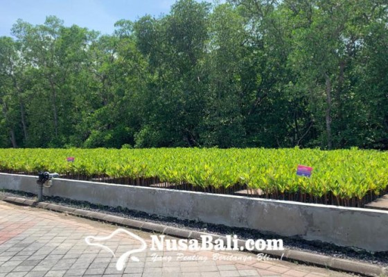 Nusabali.com - g20-mangrove-nursery-targetkan-produksi-6-juta-batang-bibit-mangrove-tiap-tahun