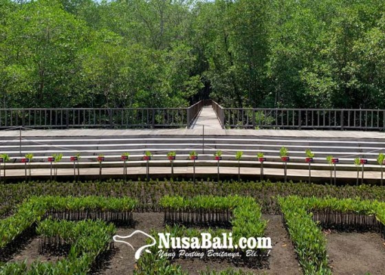 Nusabali.com - dipastikan-tumbuh-subur-tinggi-pohon-mencapai-1-meter