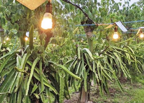 Nusabali.com - tingkatkan-hasil-panen-petani-buah-naga-gunakan-sinar-lampu