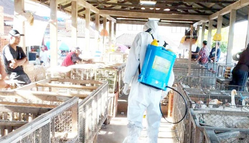 www.nusabali.com-antisipasti-flu-burung-merebak-pasar-hewan-beringkit-disemprot-disinfektan