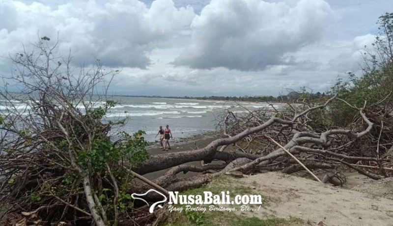 www.nusabali.com-dipicu-abrasi-4-pohon-berumur-puluhan-tahun-tumbang