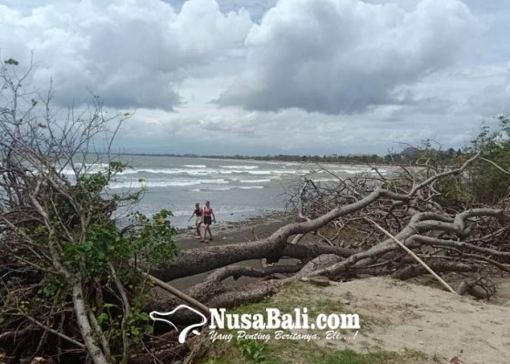 Nusabali.com - dipicu-abrasi-4-pohon-berumur-puluhan-tahun-tumbang