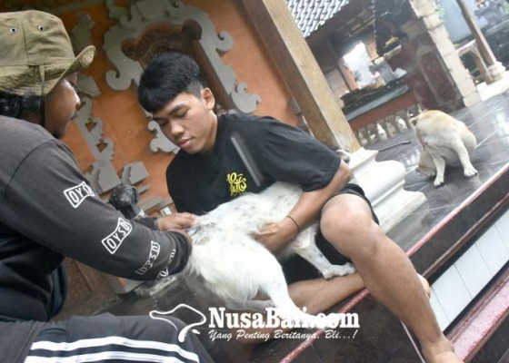Nusabali.com - vaksinasi-rabies-distan-target-30000-anjing