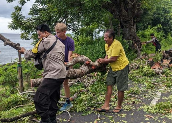 Nusabali.com - wisatawan-ikut-evakuasi-pohon-tumbang-di-nusa-penida