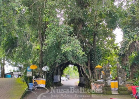 Nusabali.com - wisata-bunut-bolong-di-jembrana-perhatikan-pantangannya-bagi-pengantin-baru