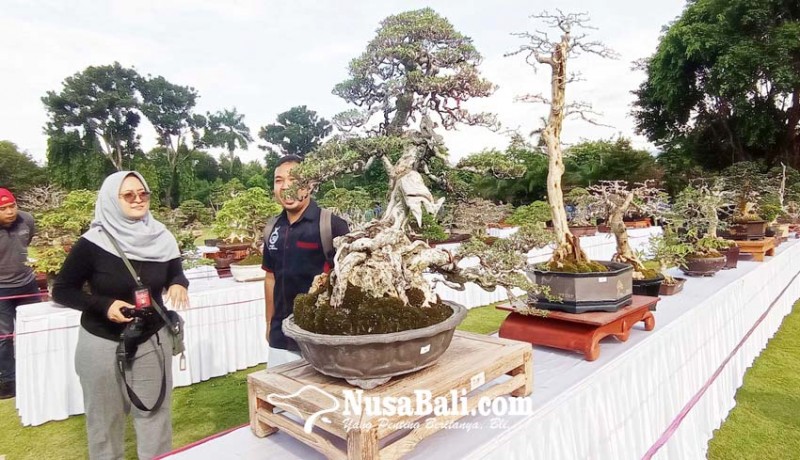 www.nusabali.com-singaraja-gelar-festival-bonsai-dari-hobi-menjadi-bisnis-menjanjikan