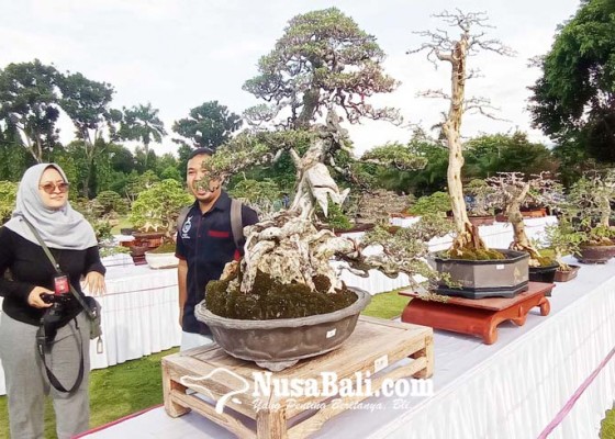 Nusabali.com - singaraja-gelar-festival-bonsai-dari-hobi-menjadi-bisnis-menjanjikan