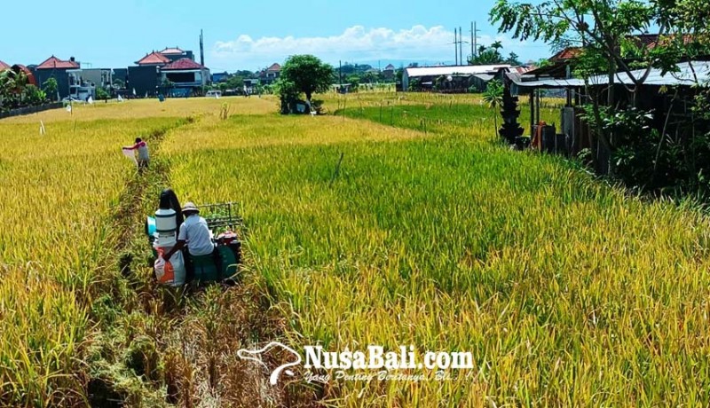 www.nusabali.com-lahan-pertanian-di-denpasar-terus-menyusut
