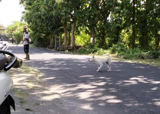 Nusabali.com - eliminasi-anjing-liar-di-zona-merah-rabies