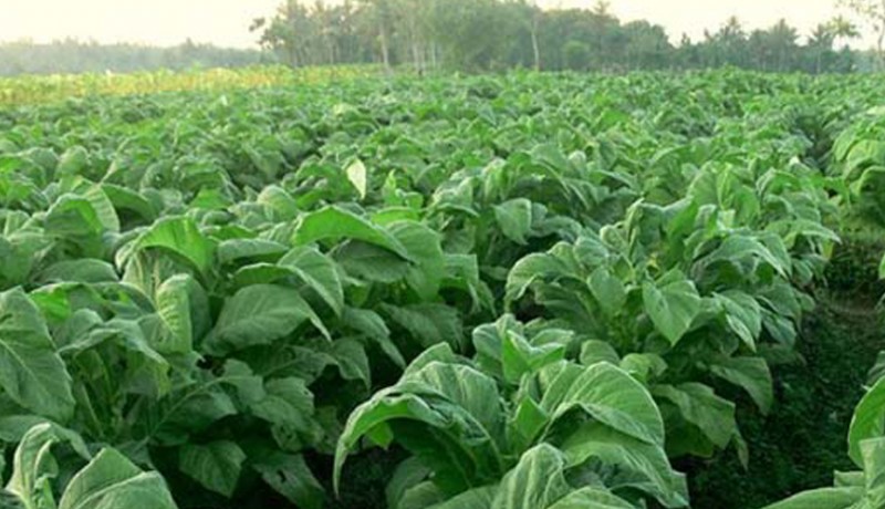 www.nusabali.com-kemarau-basah-ancam-petani-tembakau