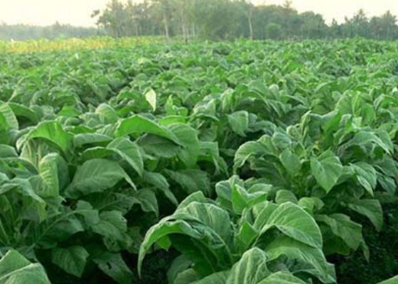 Nusabali.com - kemarau-basah-ancam-petani-tembakau