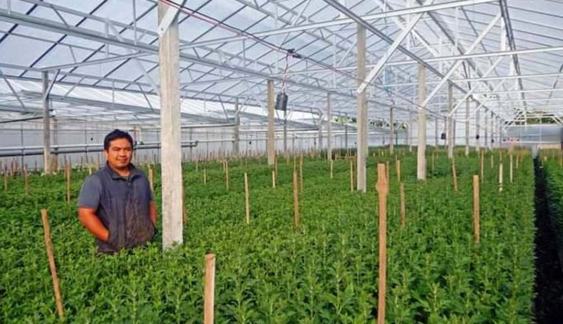 www.nusabali.com-petani-krisan-mendapat-bantuan-green-house