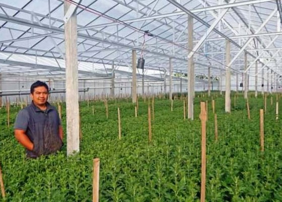 Nusabali.com - petani-krisan-mendapat-bantuan-green-house