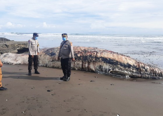 Nusabali.com - paus-seberat-5-ton-terdampar-di-pantai-batu-lumbang