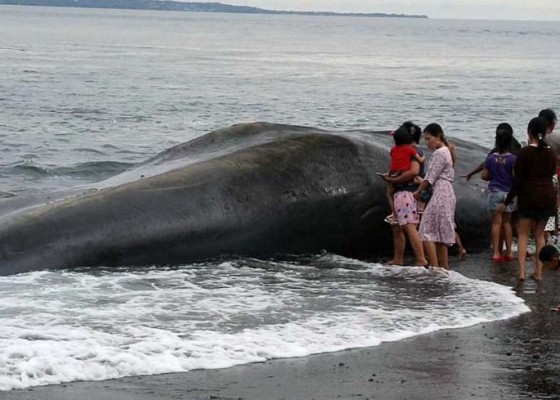 Nusabali.com - warga-dihebohkan-paus-terdampar-di-pantai