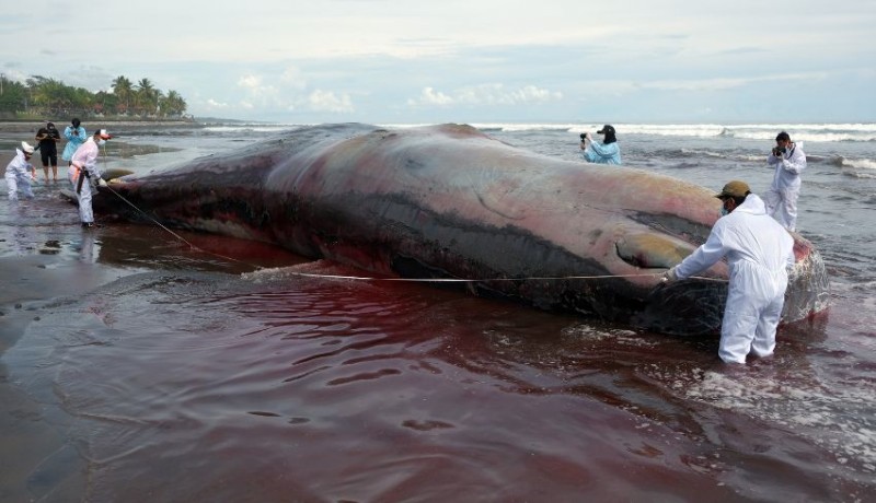www.nusabali.com-tiga-ikan-paus-mati-beruntun-di-bali-sampah-laut-dicurigai-picu-kematian
