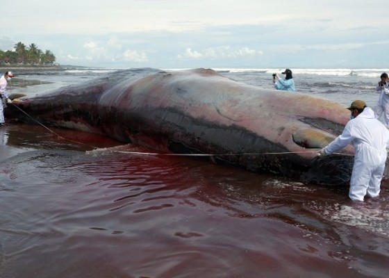 Nusabali.com - tiga-ikan-paus-mati-beruntun-di-bali-sampah-laut-dicurigai-picu-kematian